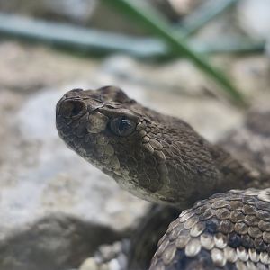 Catalina Island Rattlesnake (Crotalus catalinensis)
