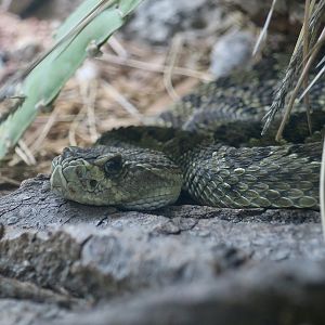Prairie Rattlesnake (Crotalus viridis)