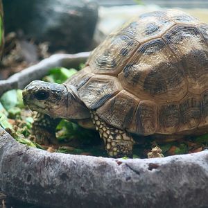 Flat-Backed Spider Tortoise (Pyxis planicauda)
