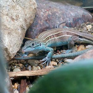 Desert Grassland Whiptail Lizard (Aspidoscelis uniparens)