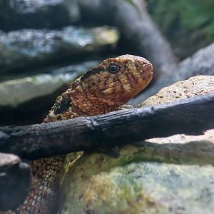 Chinese Crocodile Lizard (Shinisaurus crocodilurus) male