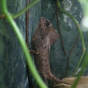 Smooth Helmeted Iguana (	Corytophanes cristatus)