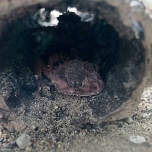 Northern Banded Knob-Tailed Gecko (Nephrurus cinctus)