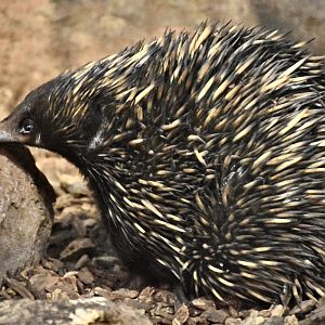 Short-Beaked Echidna (Tachyglossus aculeatus)