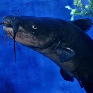 Channel Catfish (Ictalurus punctatus)