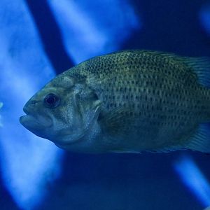 Rock Bass (Ambloplites rupestris)