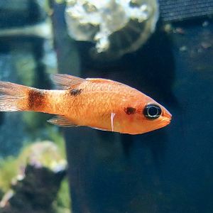 Flamefish (Apogon maculatus)