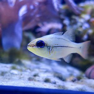 Seale's Cardinalfish (Ostorhinchus sealei)