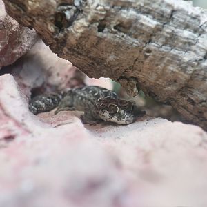 Carrot-Tailed Viper Gecko (Hemidactylus imbricatus)