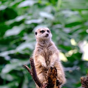 Meerkat - Wildlife HQ