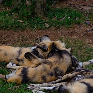 African Wild Dog - Wildlife HQ