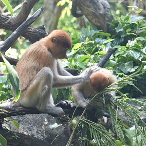 Proboscis monkeys, Nasalis larvatus