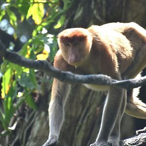 Proboscis monkey, Nasalis larvatus