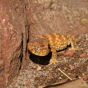 Centralian rough knob-tailed gecko,  Nephrurus amyae