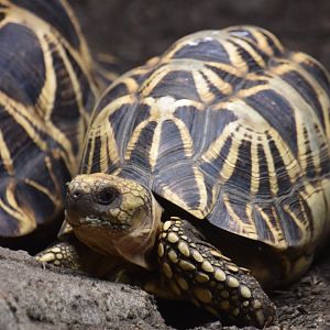 Burmese star tortoise, Geochelone platynota
