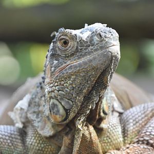 Green iguana, Iguana iguana