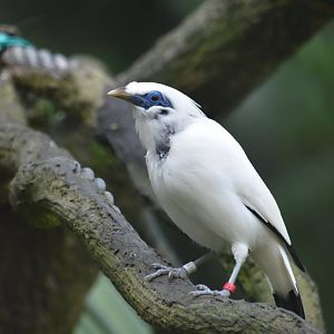 Bali myna, Leucopsar rothschildi