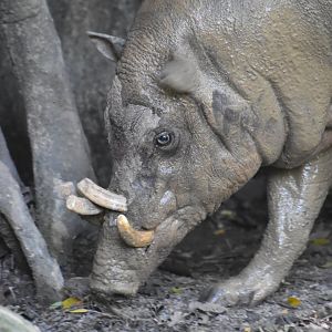 Sulawesi babirusa, Sus cebifrons