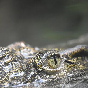 Siamese crocodile, Crocodylus siamensis