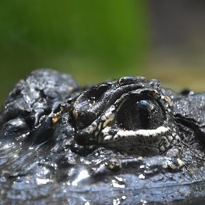 Chinese alligator, Alligator sinensis