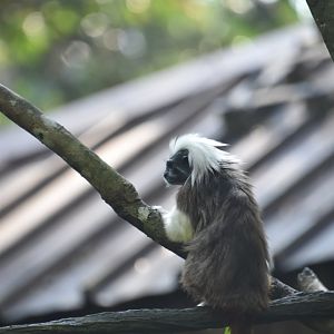 Cottontop tamarin, Saguinus oedipus