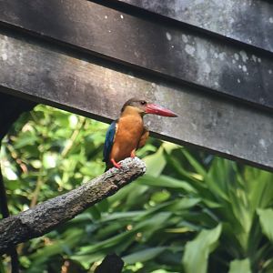 Stork billed kingfisher (wild)