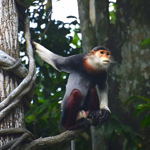 Red shanked douc langur, Pygathrix nemaeus