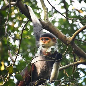 Red shanked douc langur, Pygathrix nemaeus