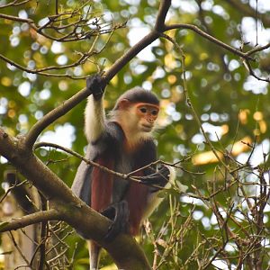 Red shanked douc langur, Pygathrix nemaeus