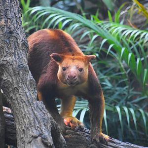 Goodfellow's tree kangaroo, Dendrolagus goodfellowi