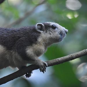 Finlayson's squirrel, Callosciurus finlaysonii