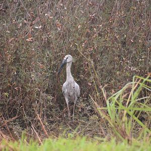 Asian openbill, Anastomus oscitans