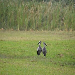 Asian openbills, Anastomus oscitans