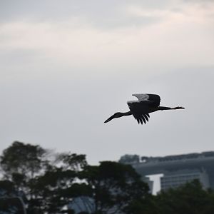 Openbill and Marina Bay Sands
