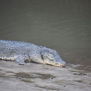 Saltwater crocodile (big), Crocodylus porosus
