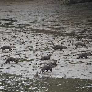 Smooth coated otter family, Lutrogale perspicillata