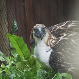 Philippine eagle, Pithecophaga jeffreyi