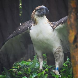 Philippine eagle, Pithecophaga jeffreyi