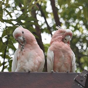 Major Mitchell's cockatoo, Lophochroa leadbeateri