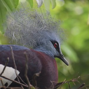 Victoria crowned pigeon, Goura victoria