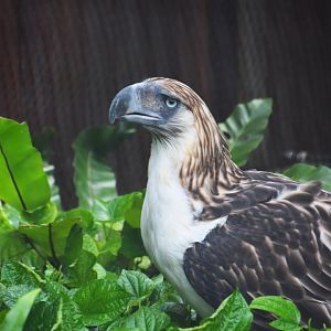 Philippine eagle, Pithecophaga jeffreyi