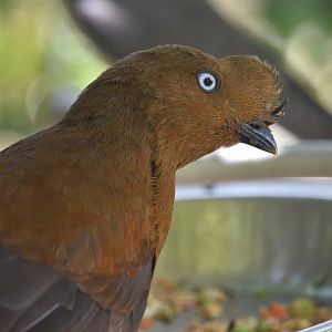 Andean cock of the rock, Rupicola peruviana