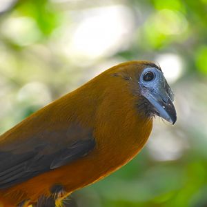 Capuchinbird, Perissocephalus tricolor