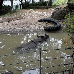 Toledo Zoo - Tembo Trail - Indian Rhino exhibit