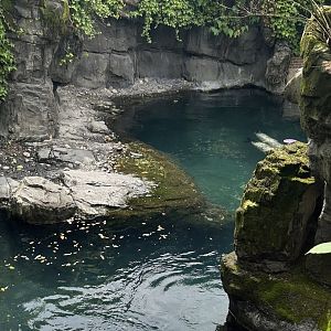 Temperate Territory: Harbor Seal Exhibit Upper Viewing