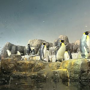 Penguins & Seabirds Building: Penguin Exhibit