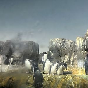 Penguins & Seabirds Building: Penguin Exhibit