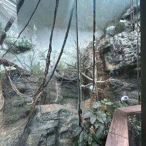 Tropics Zone: Black-and-white Ruffed Lemur Exhibit