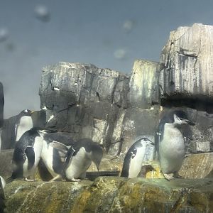 Penguins & Seabirds Building: Chinstrap Penguins & a Gentoo Penguin