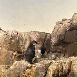 Penguins & Seabirds Building: Chinstrap Penguins (Pygoscelis antarcticus)